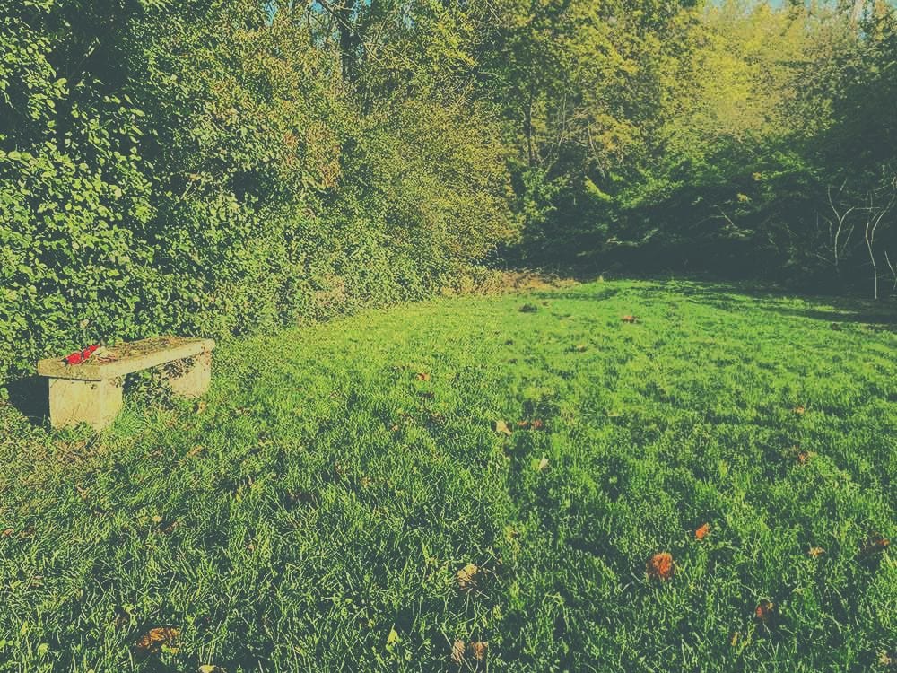 Meadow Cemetery Doncaster for beautiful meadow and woodland burials faded