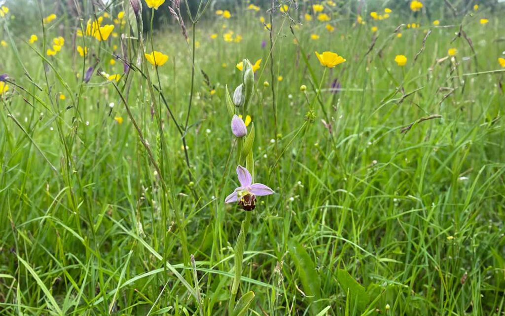 Natural Burial within a Wildflower Meadow in North Doncaster